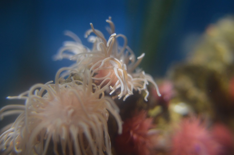 image of sea anemone