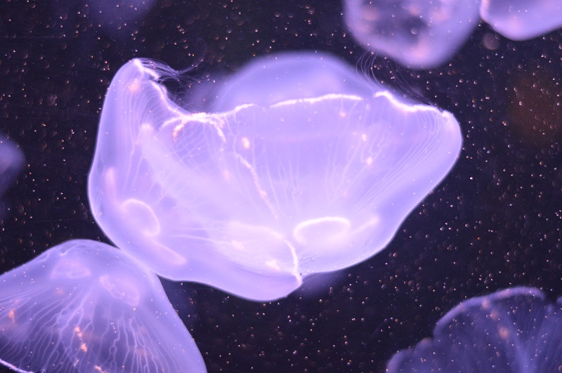 jellyfish image